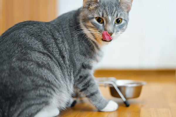 Is Aldi Cat Food Good?